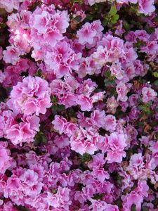 Preview wallpaper azalea, flowering, bushes, close-up, park