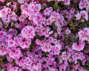 Preview wallpaper azalea, flowering, bushes, close-up, park