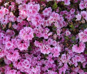 Preview wallpaper azalea, flowering, bushes, close-up, park