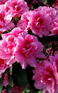 Preview wallpaper azalea, flowering, leaves, close up