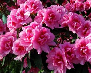 Preview wallpaper azalea, flowering, leaves, close up