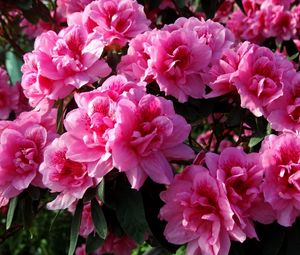 Preview wallpaper azalea, flowering, leaves, close up