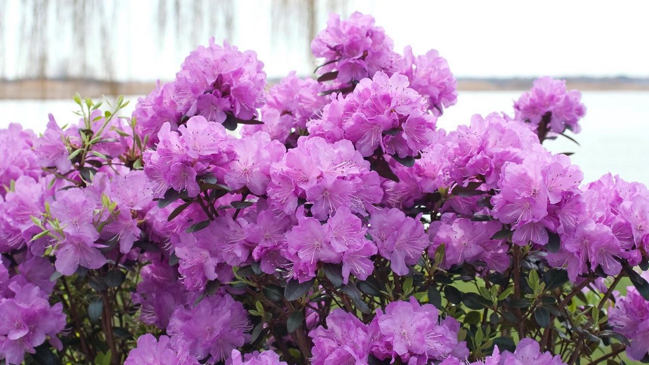 Wallpaper azalea, flowering, lilac, shrub