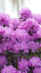 Preview wallpaper azalea, flowering, lilac, shrub