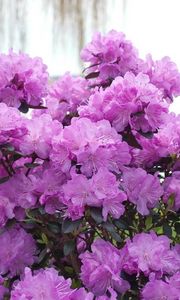 Preview wallpaper azalea, flowering, lilac, shrub