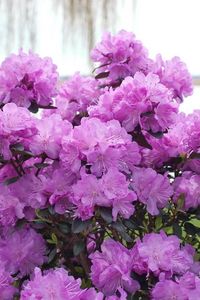 Preview wallpaper azalea, flowering, lilac, shrub