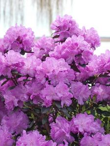 Preview wallpaper azalea, flowering, lilac, shrub