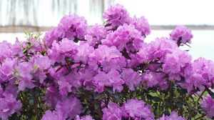 Preview wallpaper azalea, flowering, lilac, shrub