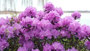 Preview wallpaper azalea, flowering, lilac, shrub