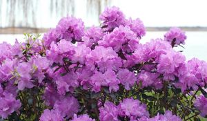 Preview wallpaper azalea, flowering, lilac, shrub