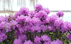 Preview wallpaper azalea, flowering, lilac, shrub