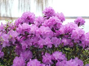 Preview wallpaper azalea, flowering, lilac, shrub