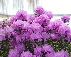 Preview wallpaper azalea, flowering, lilac, shrub