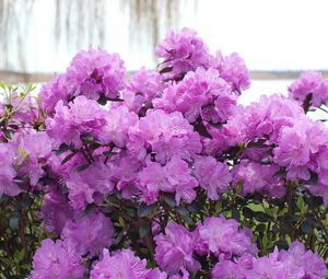 Preview wallpaper azalea, flowering, lilac, shrub