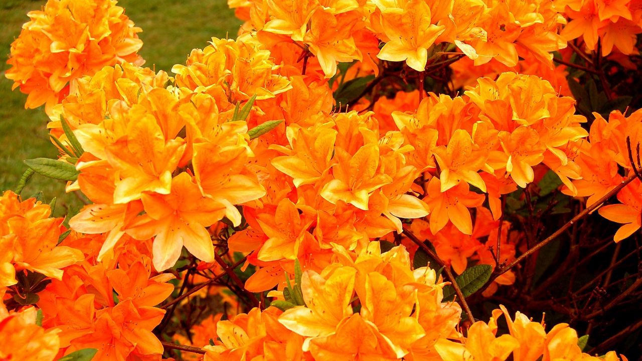 Wallpaper azalea, flowering, orange, bright