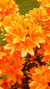 Preview wallpaper azalea, flowering, orange, bright