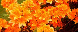Preview wallpaper azalea, flowering, orange, bright