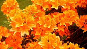 Preview wallpaper azalea, flowering, orange, bright