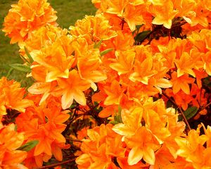 Preview wallpaper azalea, flowering, orange, bright