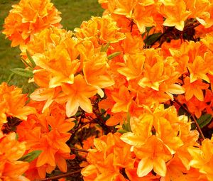 Preview wallpaper azalea, flowering, orange, bright