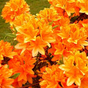 Preview wallpaper azalea, flowering, orange, bright