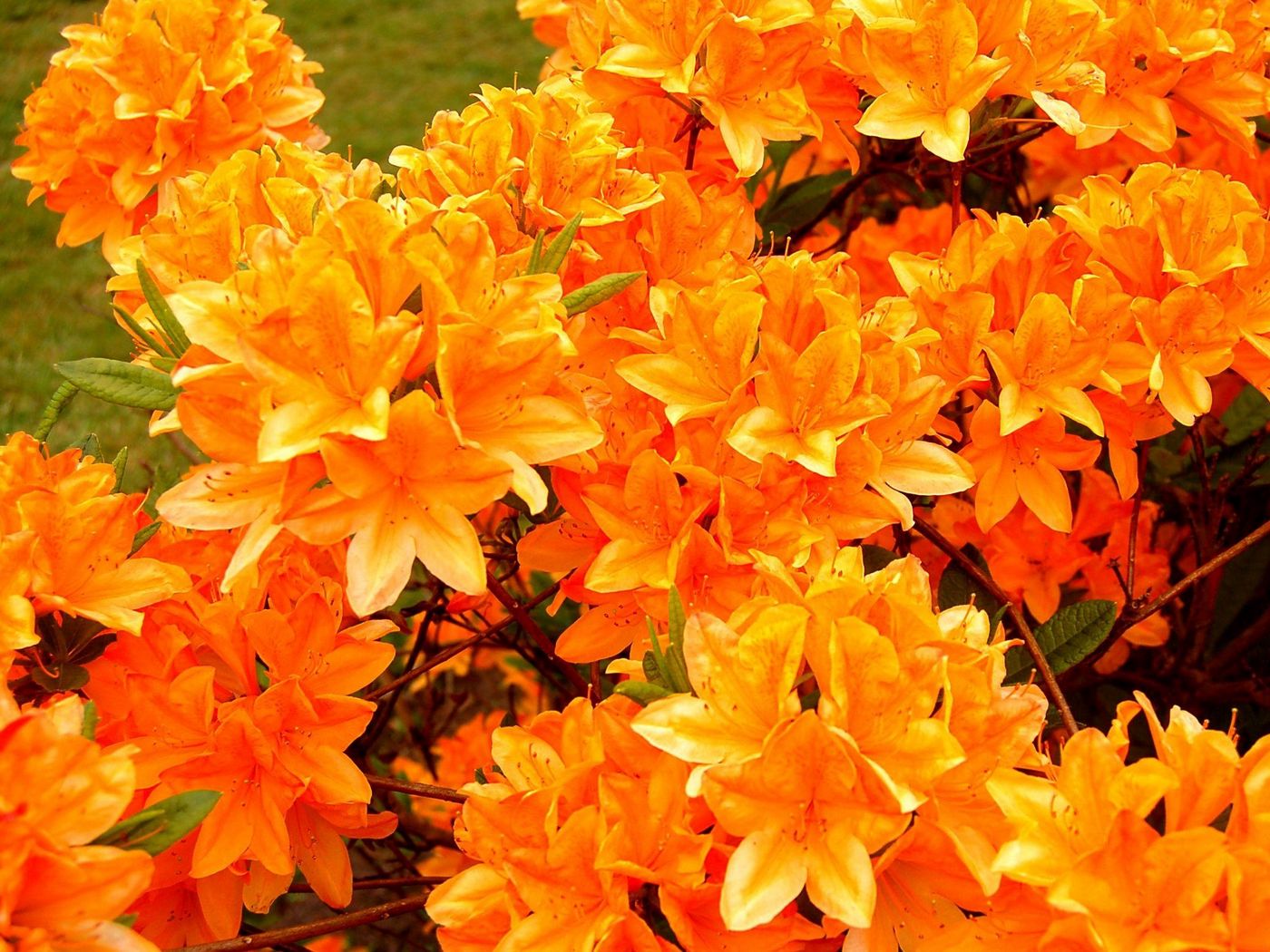 Download wallpaper 1400x1050 azalea, flowering, orange, bright standard 4:3  hd background