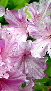 Preview wallpaper azalea, flowering, pink, close-up