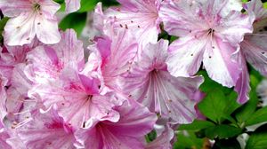 Preview wallpaper azalea, flowering, pink, close-up