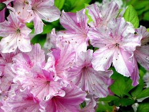 Preview wallpaper azalea, flowering, pink, close-up