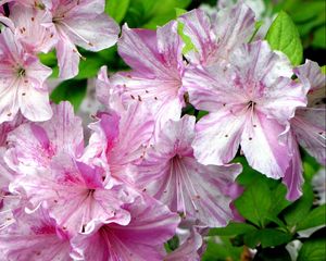 Preview wallpaper azalea, flowering, pink, close-up
