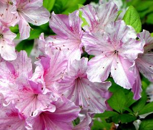 Preview wallpaper azalea, flowering, pink, close-up