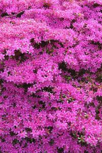 Preview wallpaper azalea, flowering, shrubs, beautiful