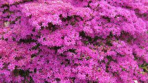 Preview wallpaper azalea, flowering, shrubs, beautiful