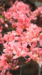 Preview wallpaper azalea, flowers, branch, bloom, plant, pink