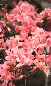 Preview wallpaper azalea, flowers, branch, bloom, plant, pink
