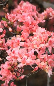 Preview wallpaper azalea, flowers, branch, bloom, plant, pink