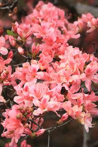 Preview wallpaper azalea, flowers, branch, bloom, plant, pink
