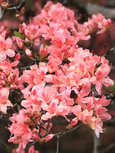 Preview wallpaper azalea, flowers, branch, bloom, plant, pink