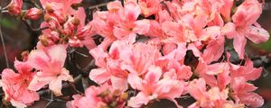 Preview wallpaper azalea, flowers, branch, bloom, plant, pink