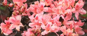 Preview wallpaper azalea, flowers, branch, bloom, plant, pink