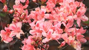 Preview wallpaper azalea, flowers, branch, bloom, plant, pink