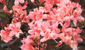 Preview wallpaper azalea, flowers, branch, bloom, plant, pink