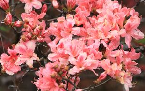 Preview wallpaper azalea, flowers, branch, bloom, plant, pink