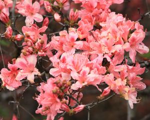 Preview wallpaper azalea, flowers, branch, bloom, plant, pink