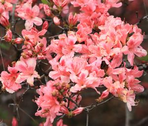 Preview wallpaper azalea, flowers, branch, bloom, plant, pink