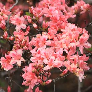 Preview wallpaper azalea, flowers, branch, bloom, plant, pink