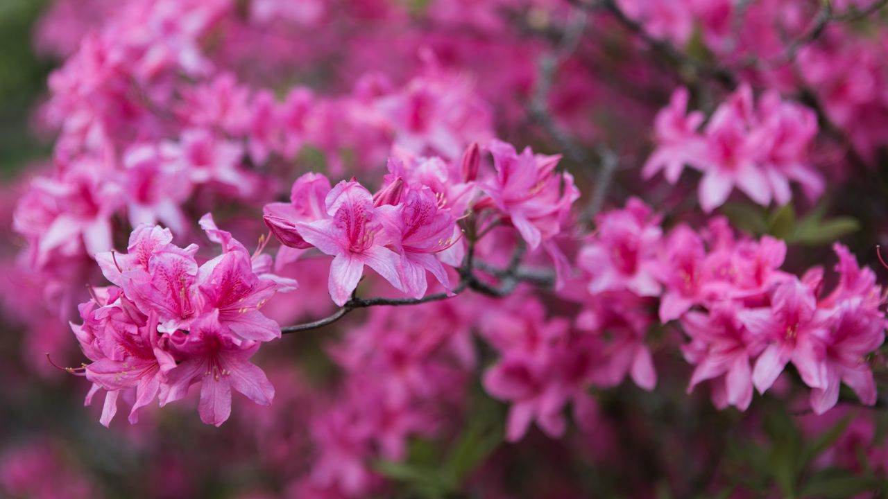Wallpaper azalea, flowers, branch, pink, spring