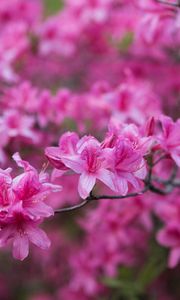 Preview wallpaper azalea, flowers, branch, pink, spring