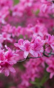 Preview wallpaper azalea, flowers, branch, pink, spring