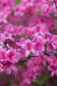 Preview wallpaper azalea, flowers, branch, pink, spring